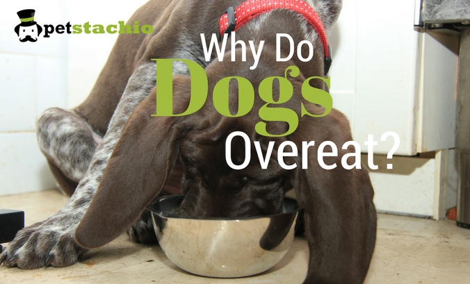 Why Do Dogs Overeat?