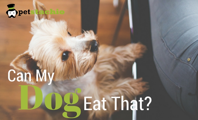 Can My Dog Eat That?