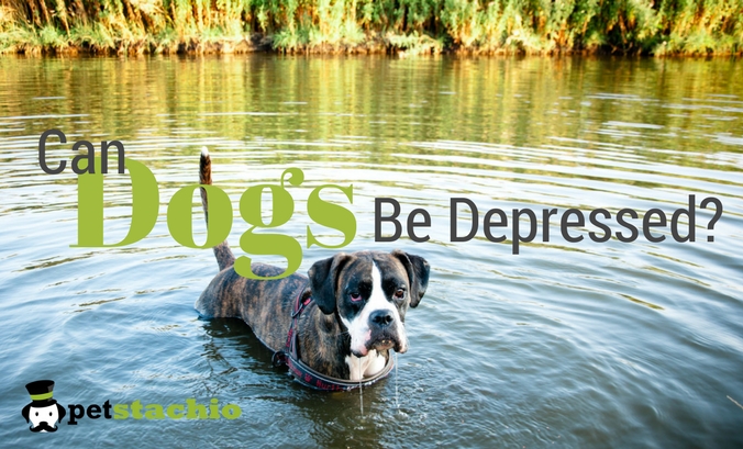 Can Dogs Be Depressed?