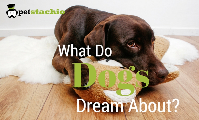 What Do Dogs Dream About?
