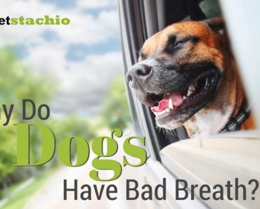 why is my panting and restless why do dogs overeat petstachio answering pet questions why is my panting and restless why do dogs overeat petstachio answering pet questions