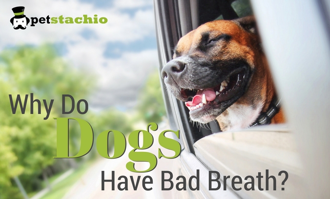 Why Do Dogs Have Bad Breath?