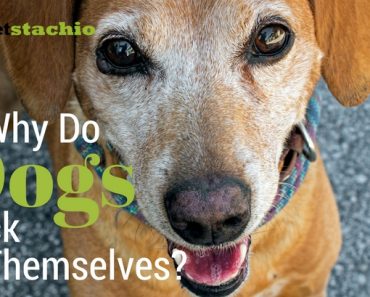 why do dogs themselves why do dogs overeat petstachio answering pet questions why do dogs themselves why do dogs overeat petstachio answering pet questions