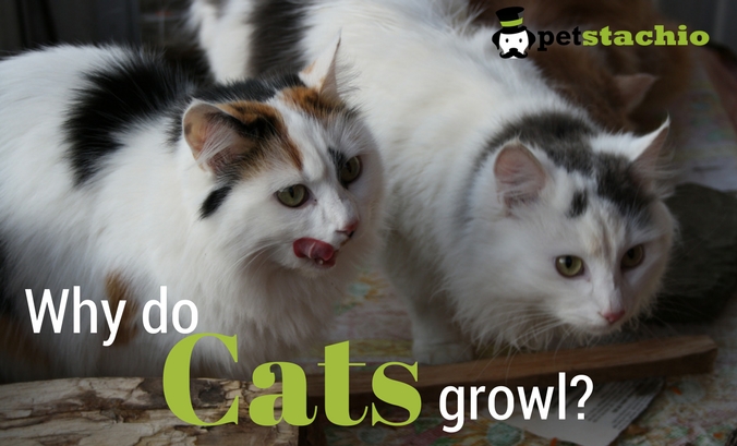 Why Do Cats Growl?