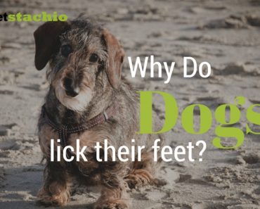 why is my panting and restless why do dogs overeat petstachio answering pet questions why is my panting and restless why do dogs overeat petstachio answering pet questions