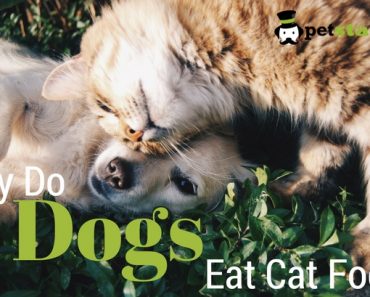 why is my panting and restless why do dogs overeat petstachio answering pet questions why is my panting and restless why do dogs overeat petstachio answering pet questions