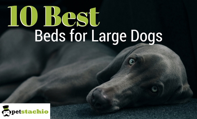 10 Best Beds for Large Dogs