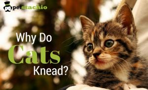Why Do Cats Knead? - Petstachio - Answering Pet Questions